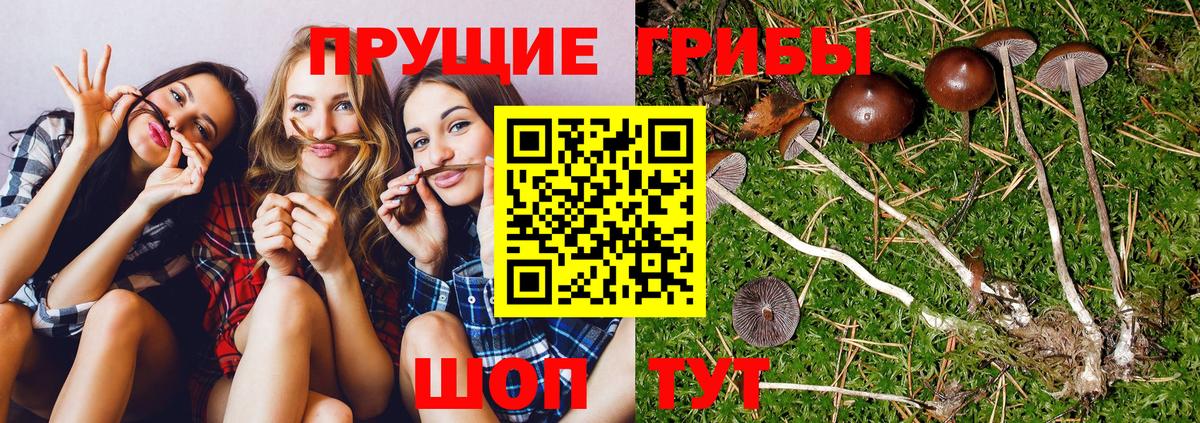 Галлюциногенные грибы прущие грибы  Псилоцибиновые грибы мухоморы  Вход с VPN  Борзя 